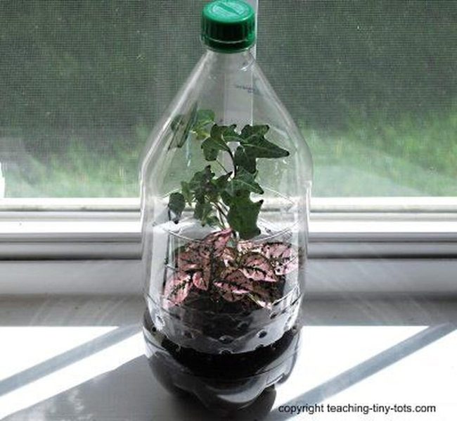 Cascading Ivy In Repurposed Bottles