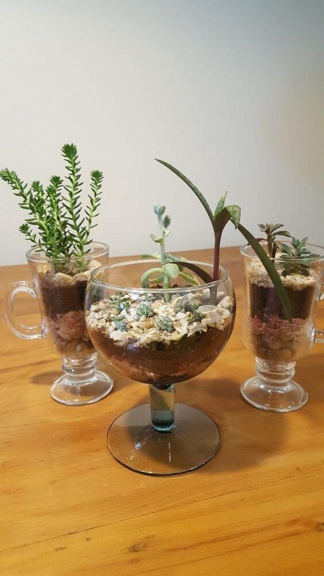 Layered Succulents Behind Glass