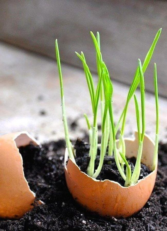 Cream Shells Growing Green