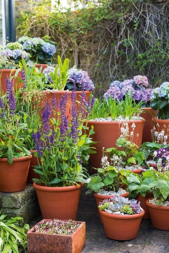 Purple Flowers In Terracotta Garden