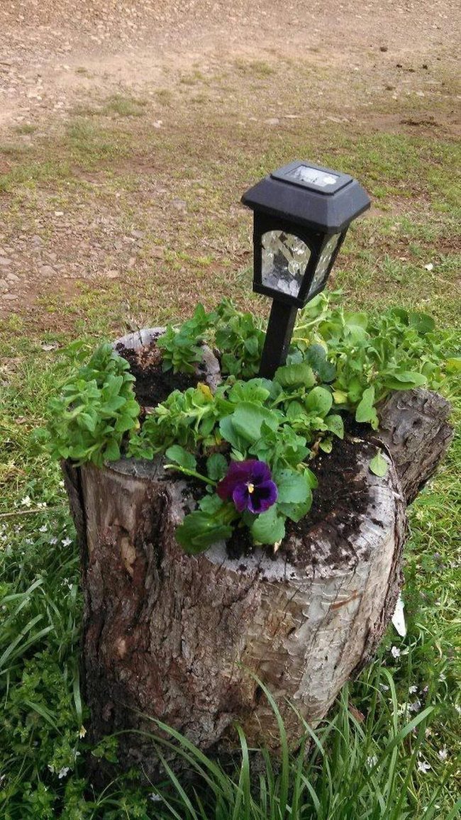 Weathered Wood Holds Purple Blooms