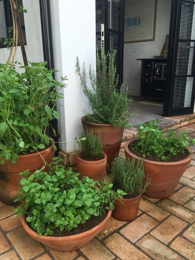 Terracotta Herbs By Kitchen Glass