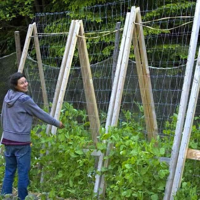 Cedar A-Frame Garden Trellis