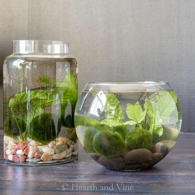 Flowing Aquatic Plants Desktop Oasis