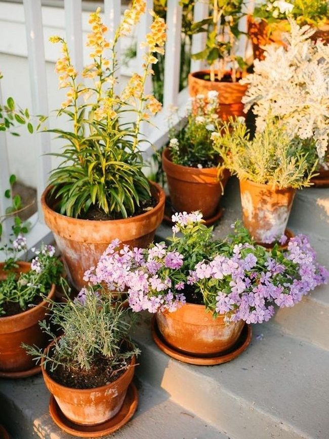Terracotta Steps With Purple And Yellow Blooms