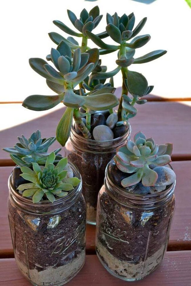 Layered Succulents In Glass Jars