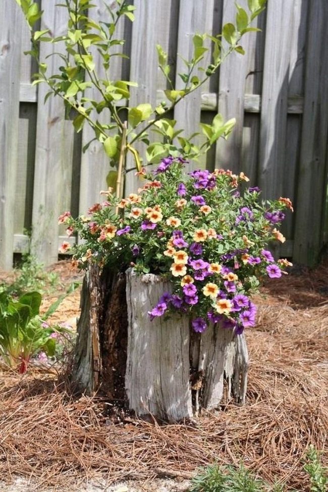 Purple Peach Blooms On Weathered Stumps