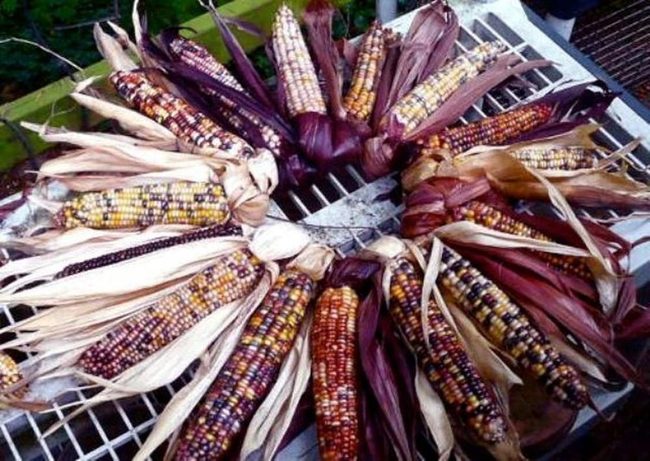 Grilled Rainbow Corn Circle
