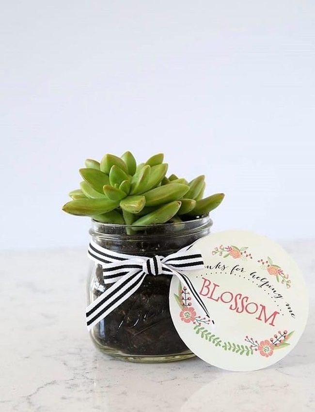 Tiny Succulents In Glass