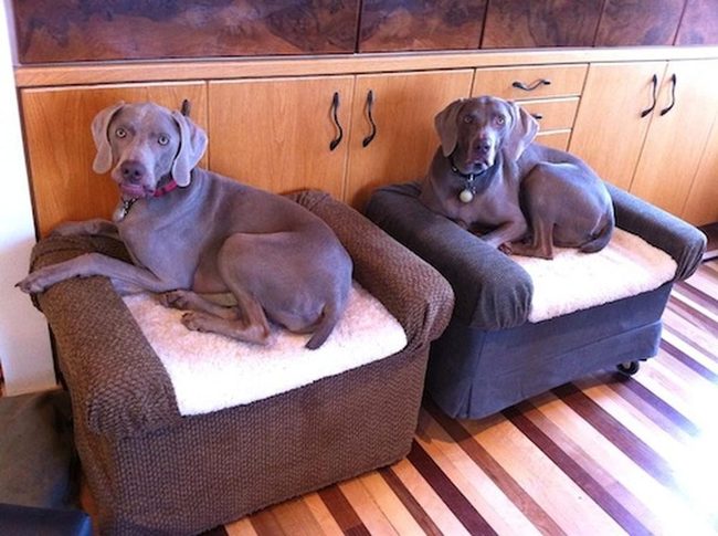 Two Dogs, Striped Floors, Sunlit Calm