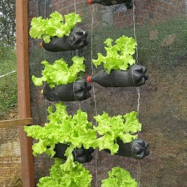 Cascading Lettuce From Recycled Bottles