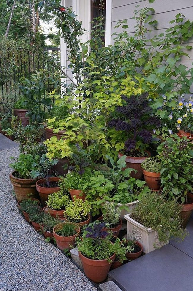 Purple Foliage Garden Corner