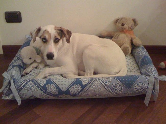 Blue Patterned Puppy Bed