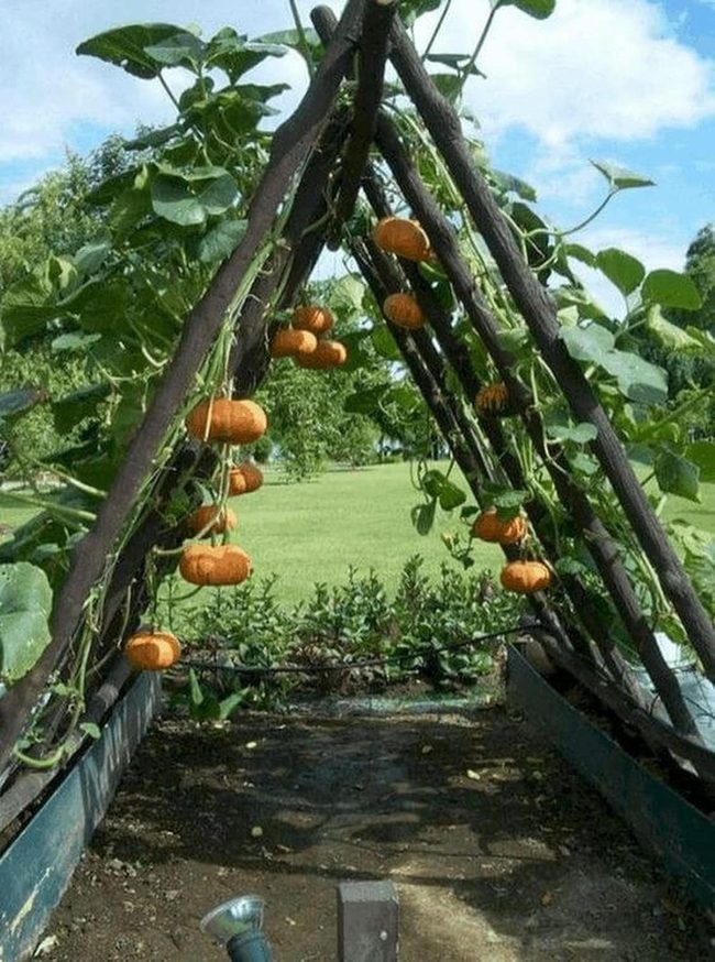 Orange Pumpkins On Vertical Trellis