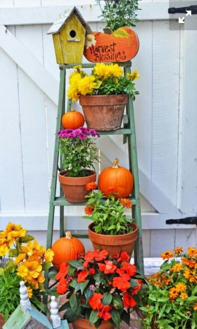 Green Ladder Overflowing Orange Blooms