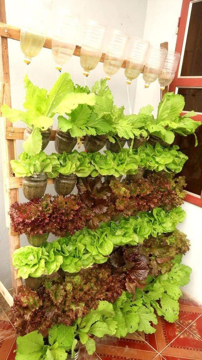 Layered Greens On Wood