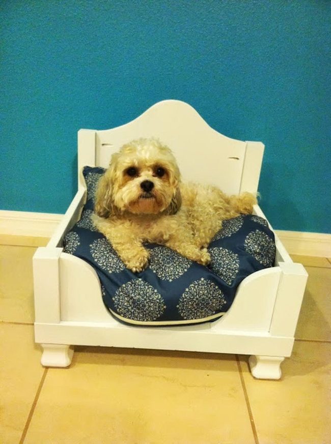 Blue Dog Bed White Frame