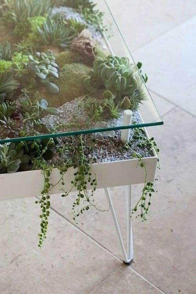 Glass Terrarium Tables With Living Moss