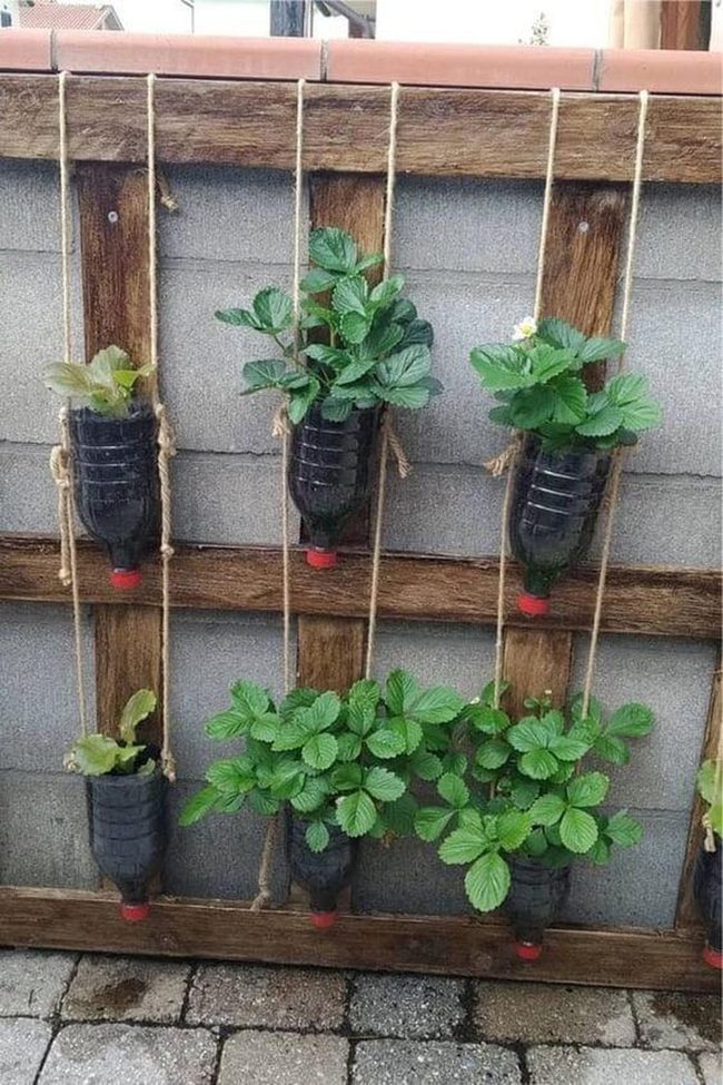Green Bottle Wall Garden
