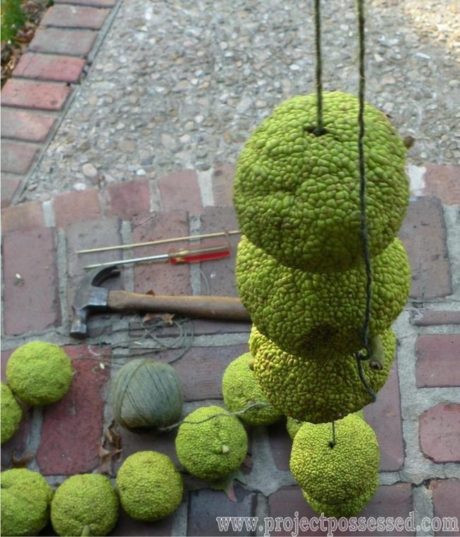 Green Gourds, Rough Textures, Red Brick