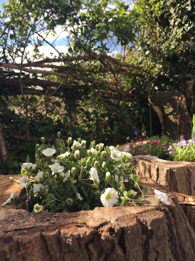 Hollowed Stump Bursting With Blooms
