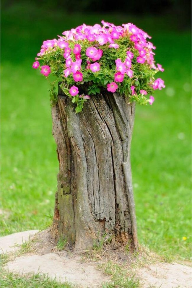 Weathered Stumps Blooming Wildly