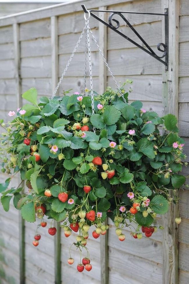 Strawberries Cascading From Hanging Baskets