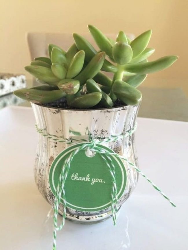 Miniature Succulents In Candle Holders