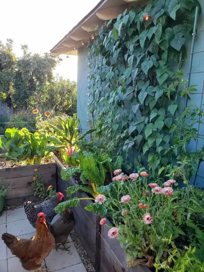 Cascading Flowers On Living Trellis