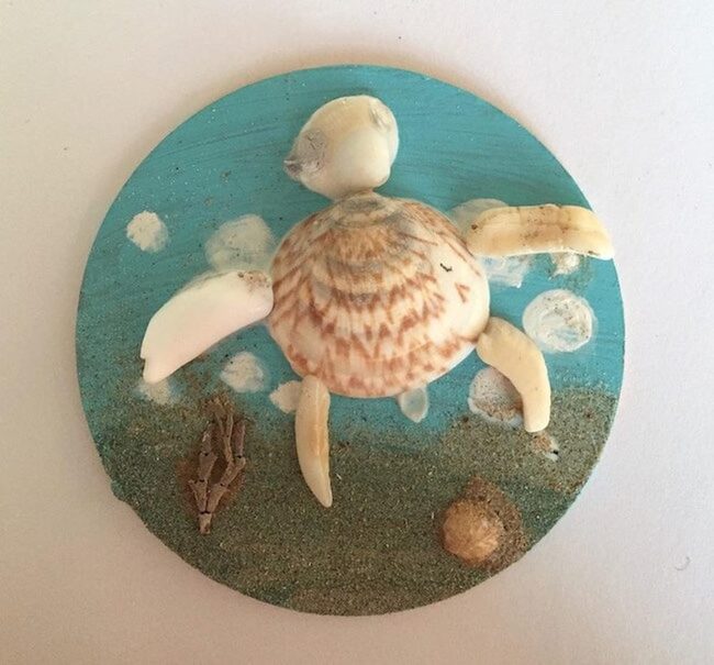 Intricate Shell Patterns Ocean Wonder