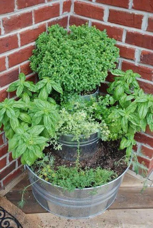 Stacked Green Herb Layers