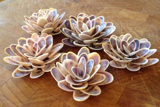 Delicate Shell Petals Indoors