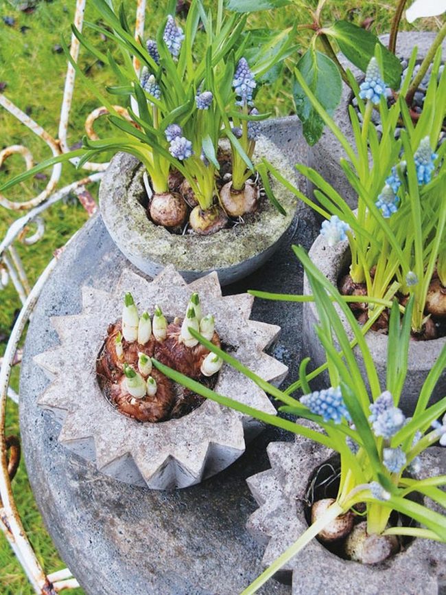Blue Flowers On Weathered Metal