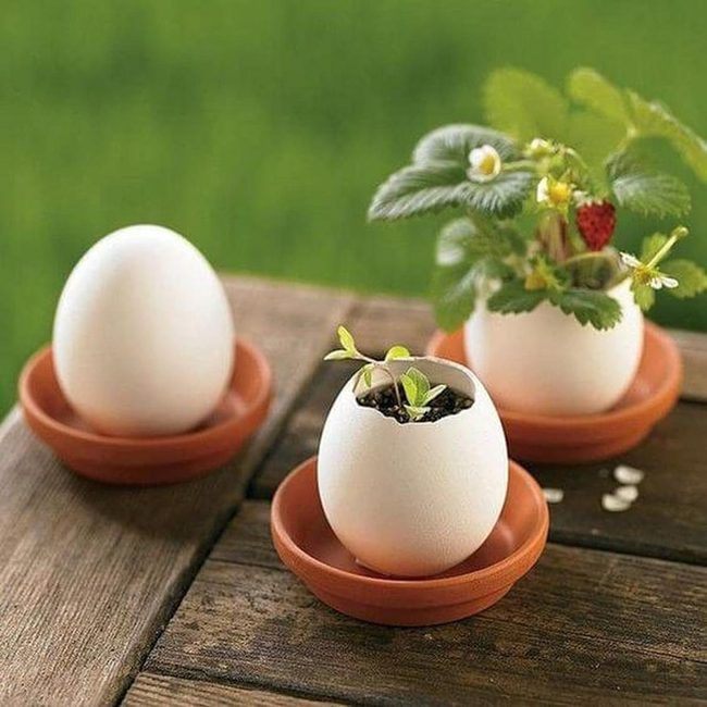 Eggshell Planters With Living Greens
