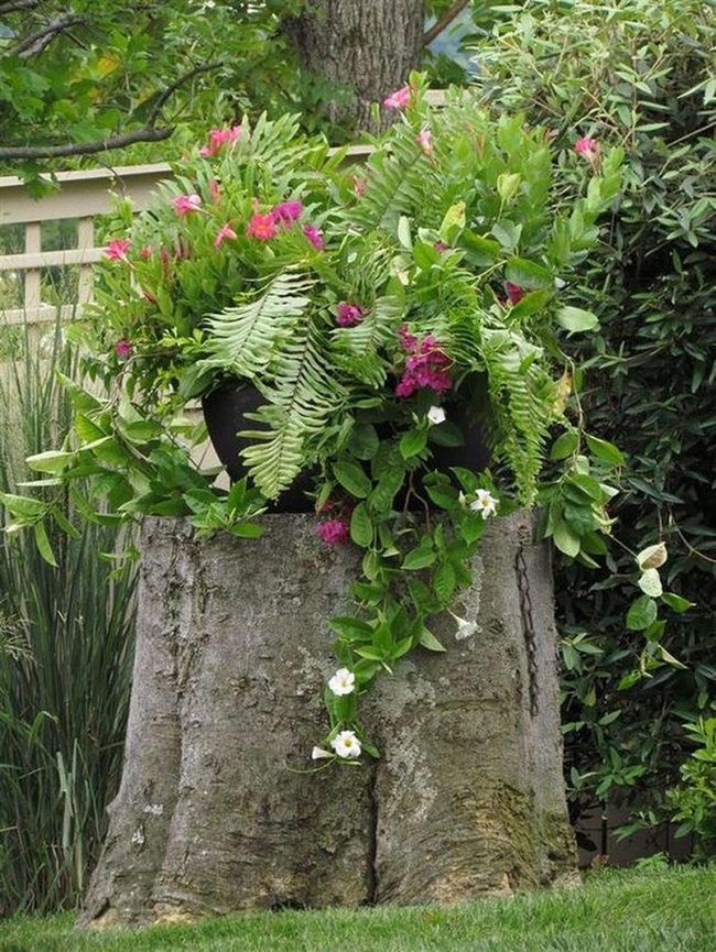 Pink Blooms Spilling Over Tree Stumps