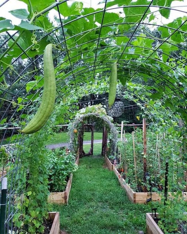 Vertical Garden Mesh Structure