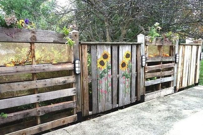Sunflower Fence With Climbing Vines
