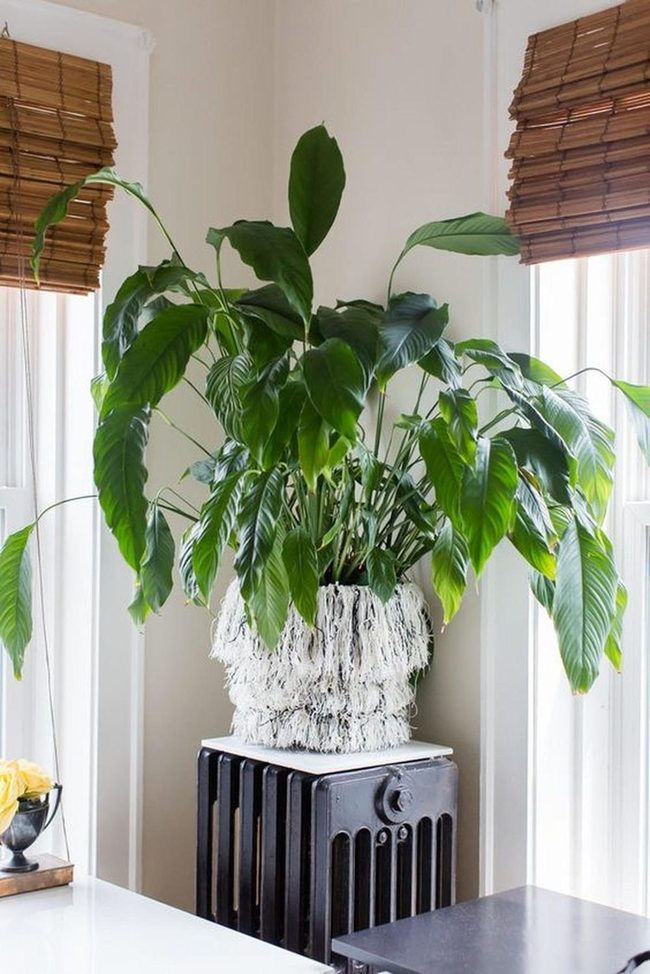 Brown Woven Windows And Green Plant