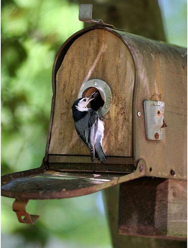 Mailbox Bird Shelter Garden Art