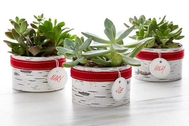 Birch Bark Succulent Planters