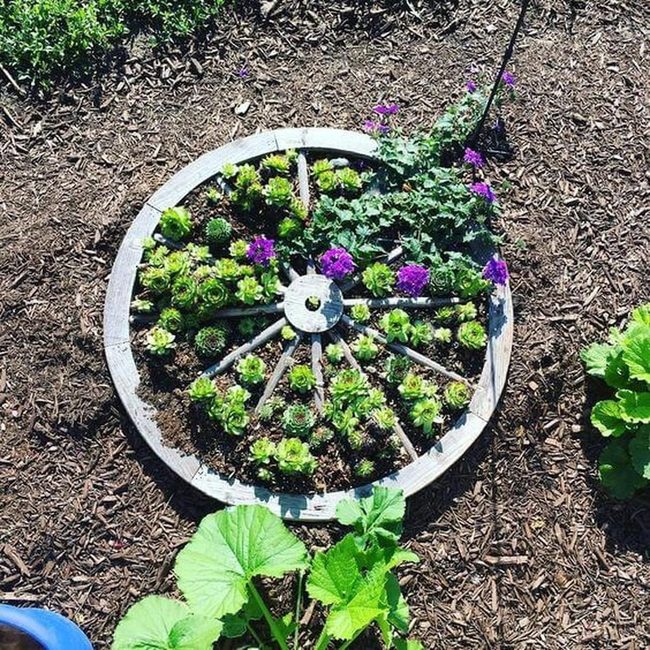 Blooming Wagon Wheel Garden
