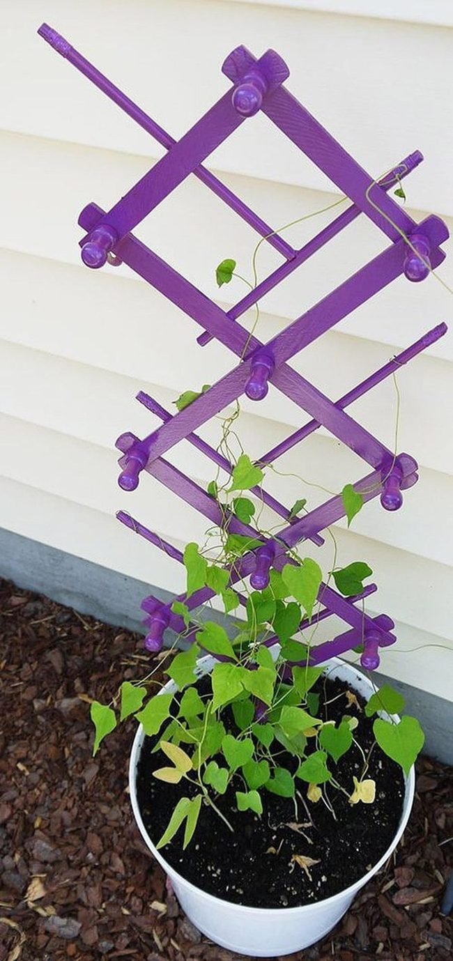 Climbing Vines On Weathered Metal