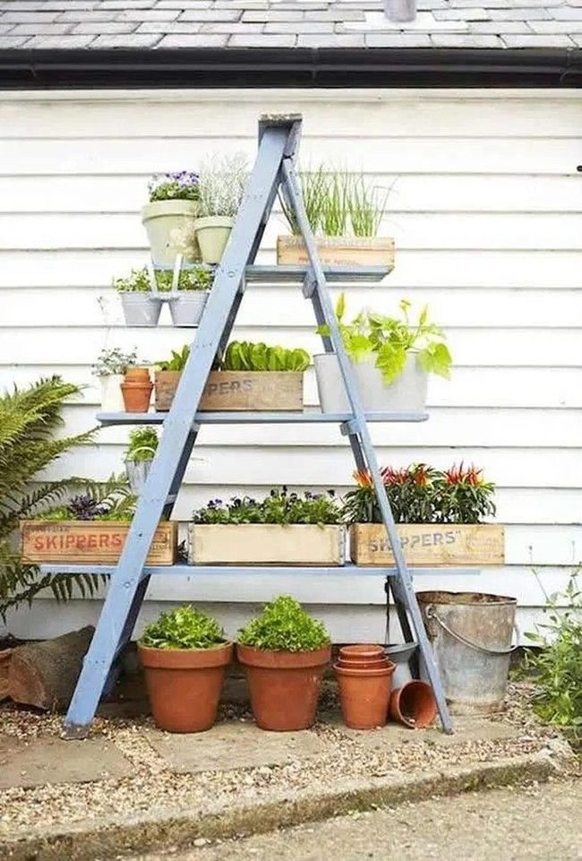 Blue Ladder Purple Flowers Garden