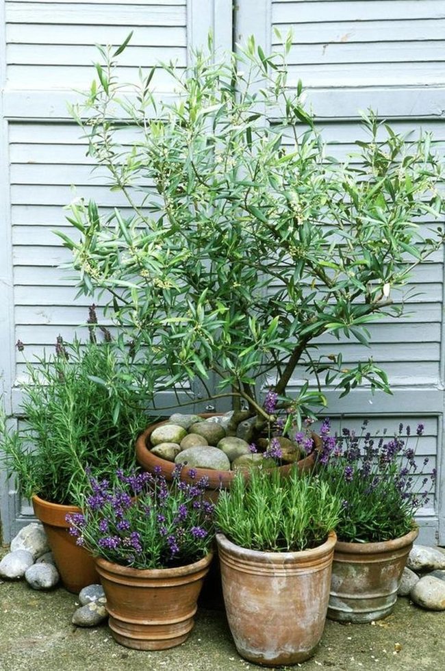 Tall Clay Pot Purple Blooms