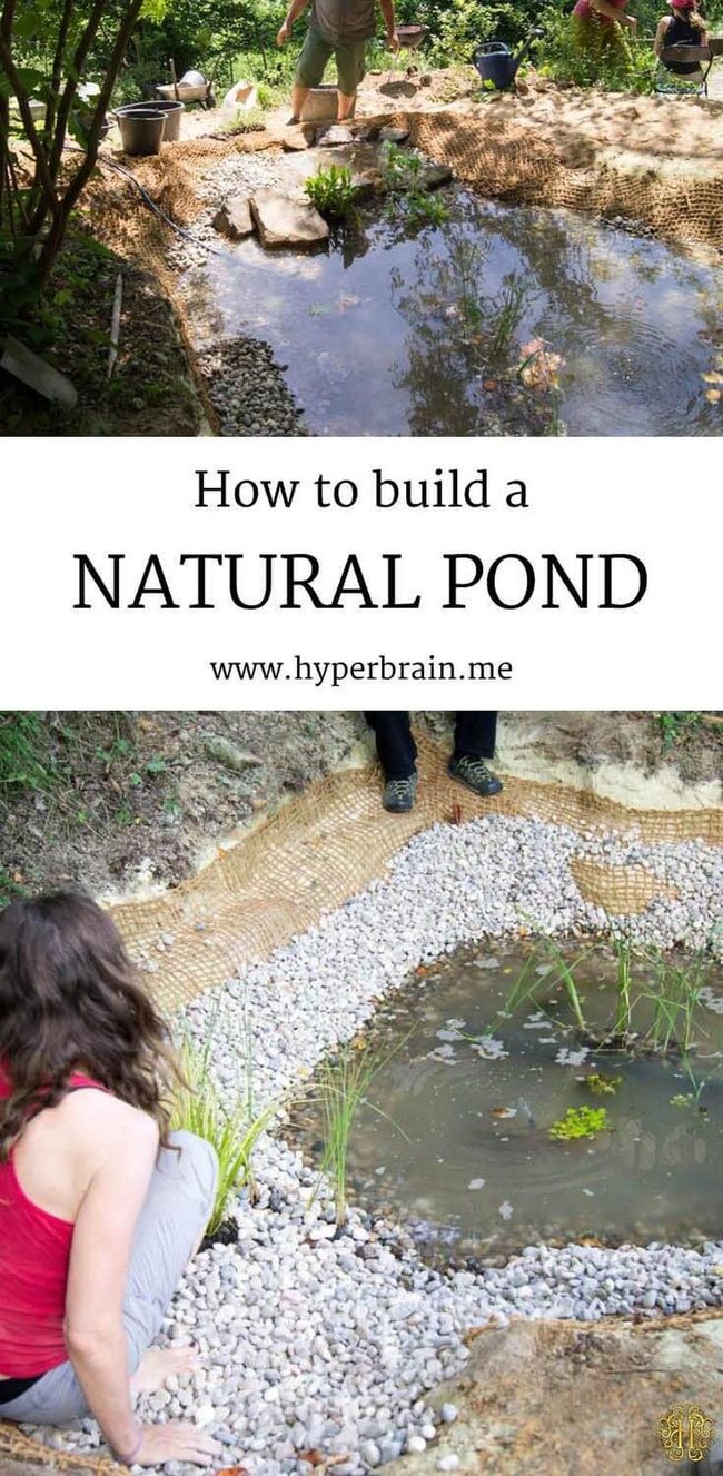 Natural Stone Pond Ecosystem