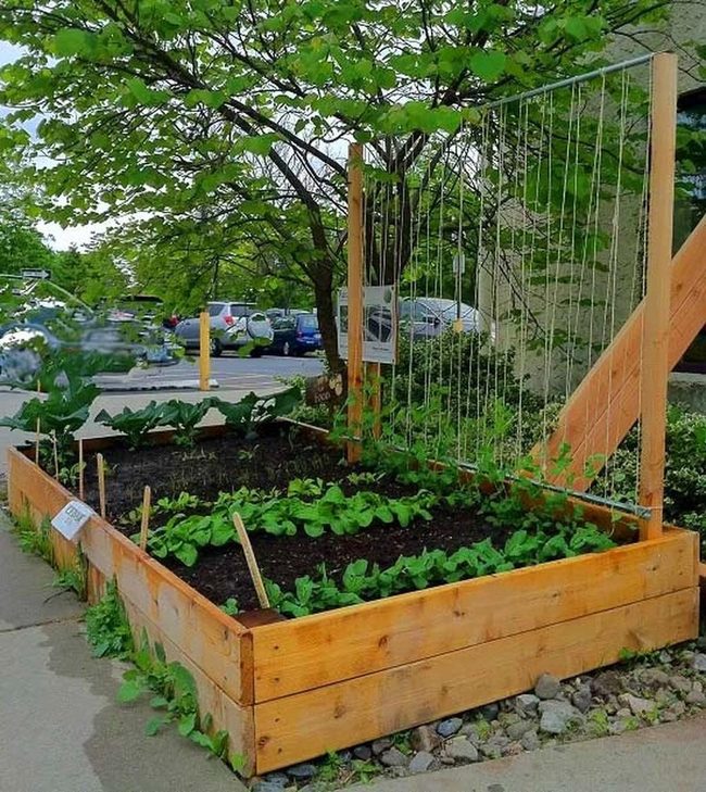 Climbing Vines Wooden Frame