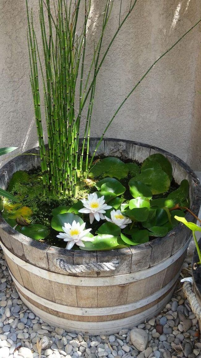 Wooden Barrel Water Lily Pond