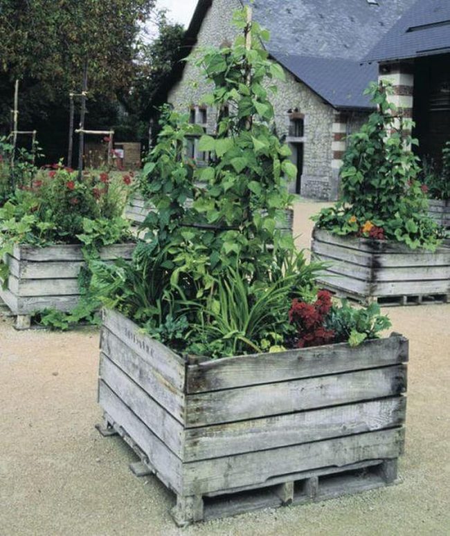 Wooden Pallets Growing Fresh Vegetables