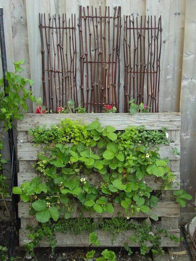 Strawberries And Herbs Vertical Wood
