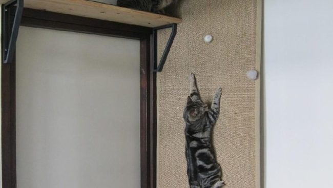 Dark Wood Cat Wall Playground
